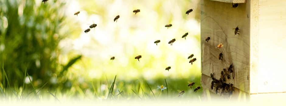 Devenir apiculteur BIO: pourquoi pas vous?
