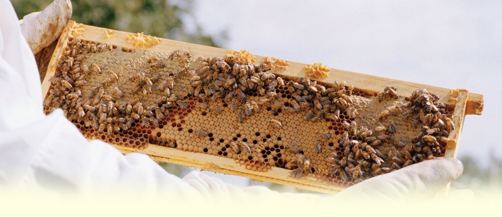 stage de Formation apiculture