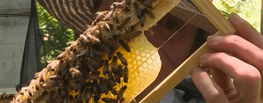 Productrice cire d'abeilles BIO