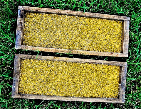 récolte pollen bio france 