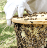 Apiculture naturelle 